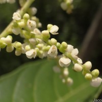 Meliosma simplicifolia (Roxb.) Walp.